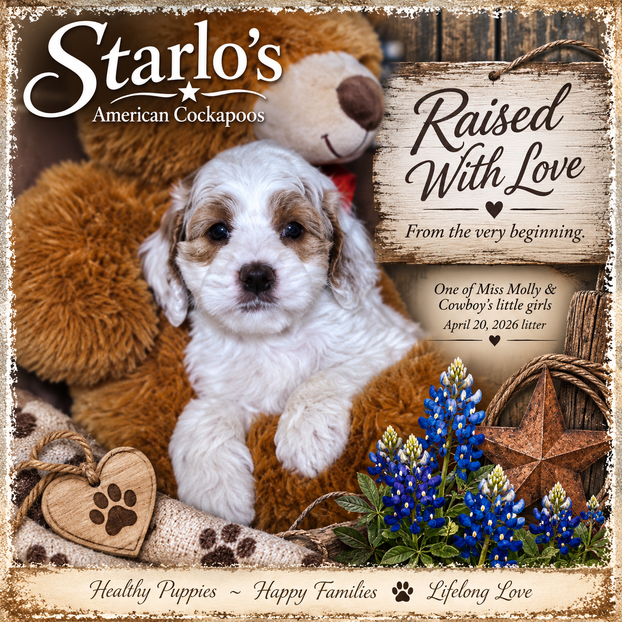 American Cockapoo puppy raised with love at Starlo Ranch