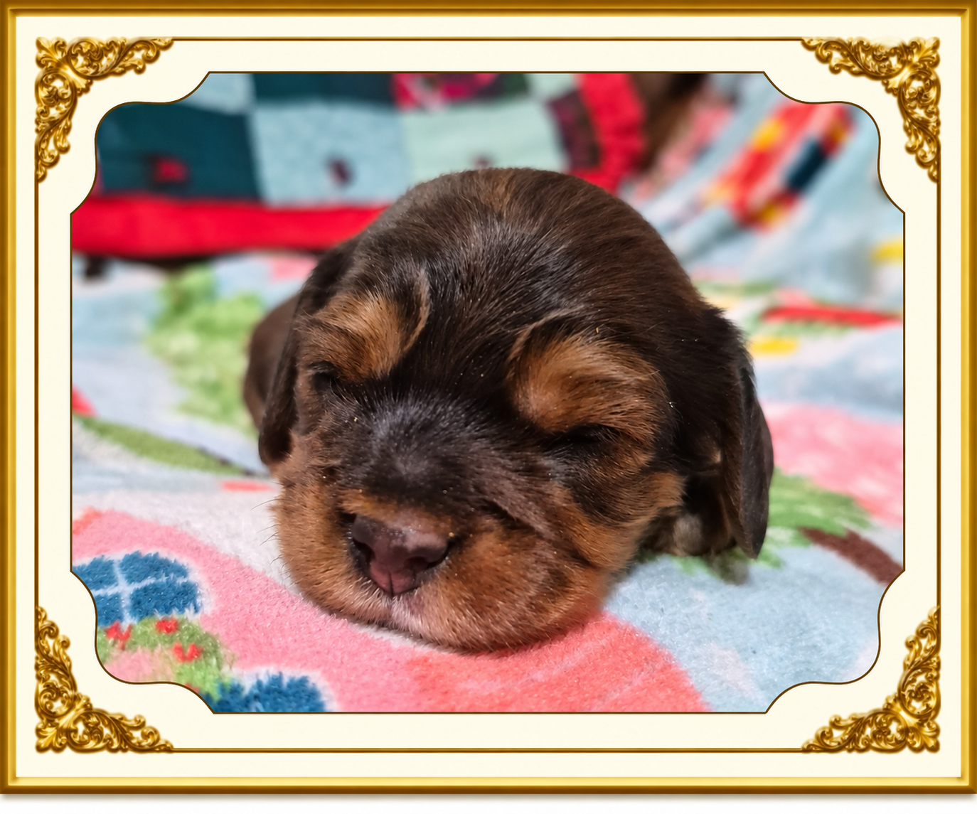 Chocolate-Tan Sable Female — Fancy Nancy and Cowboy's September 9, 2026 litter, available