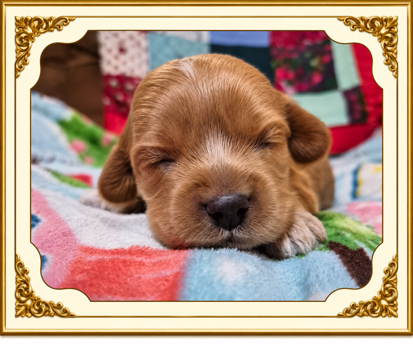 Boy 1 — Red Male, Fancy Nancy and Cowboy's September 9, 2026 litter, available