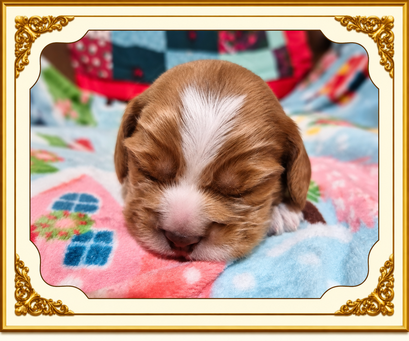 Boy 2 — Red and White Male, Fancy Nancy and Cowboy's September 9, 2026 litter, available