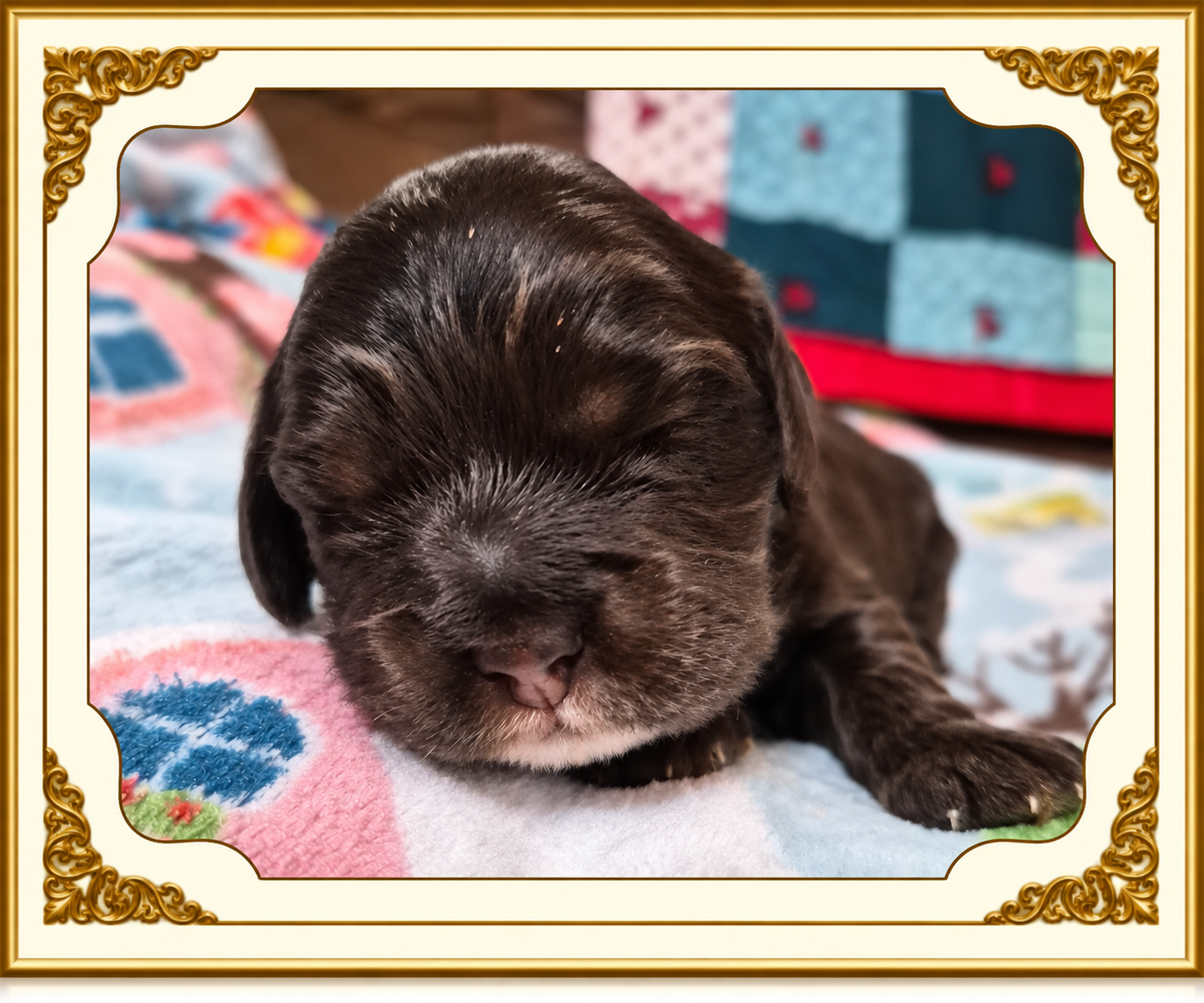 Boy 3 — Chocolate Male, Fancy Nancy and Cowboy's September 9, 2026 litter, available