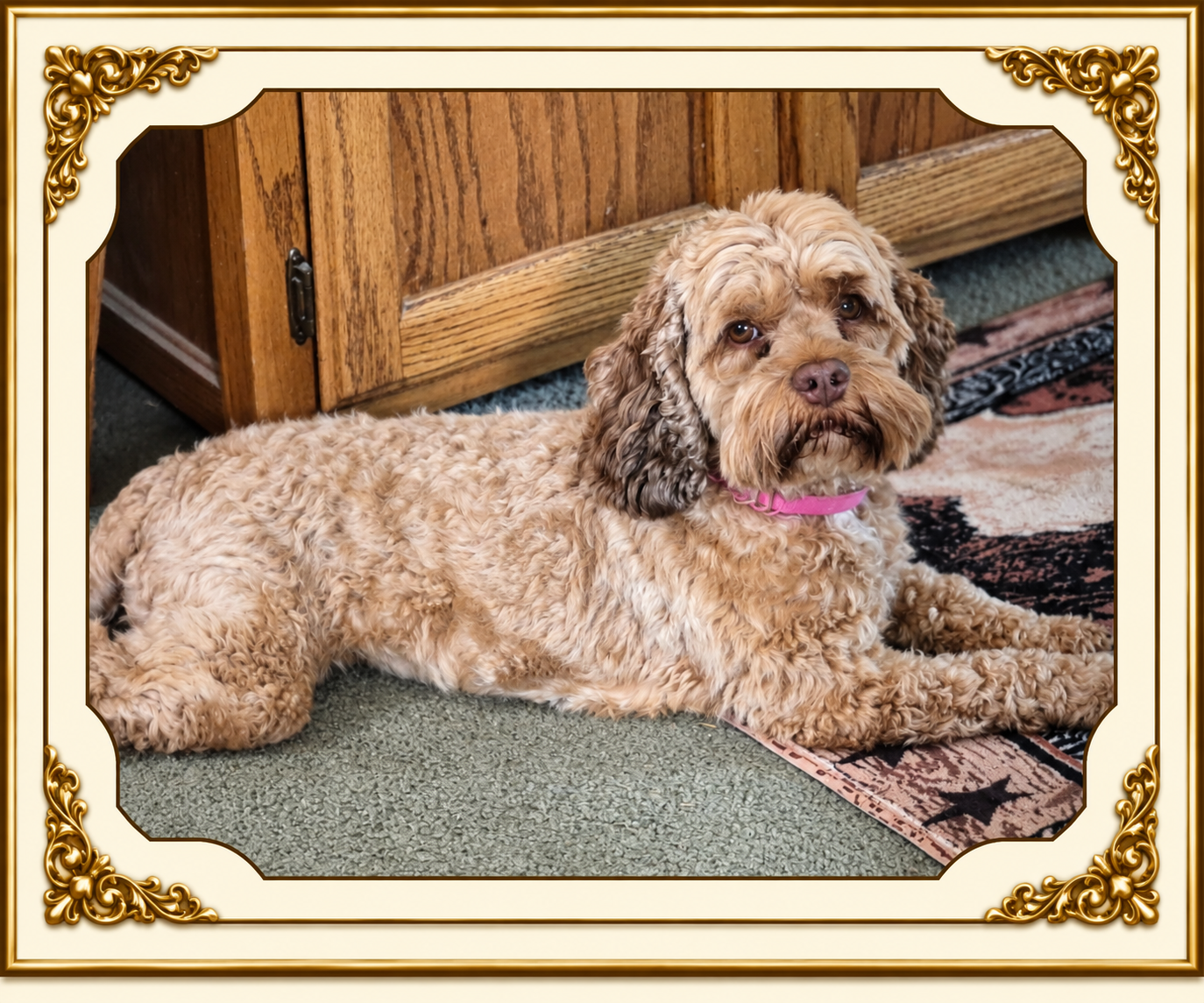 Starlo's Fancy Nancy — mama of the September 9, 2026 litter