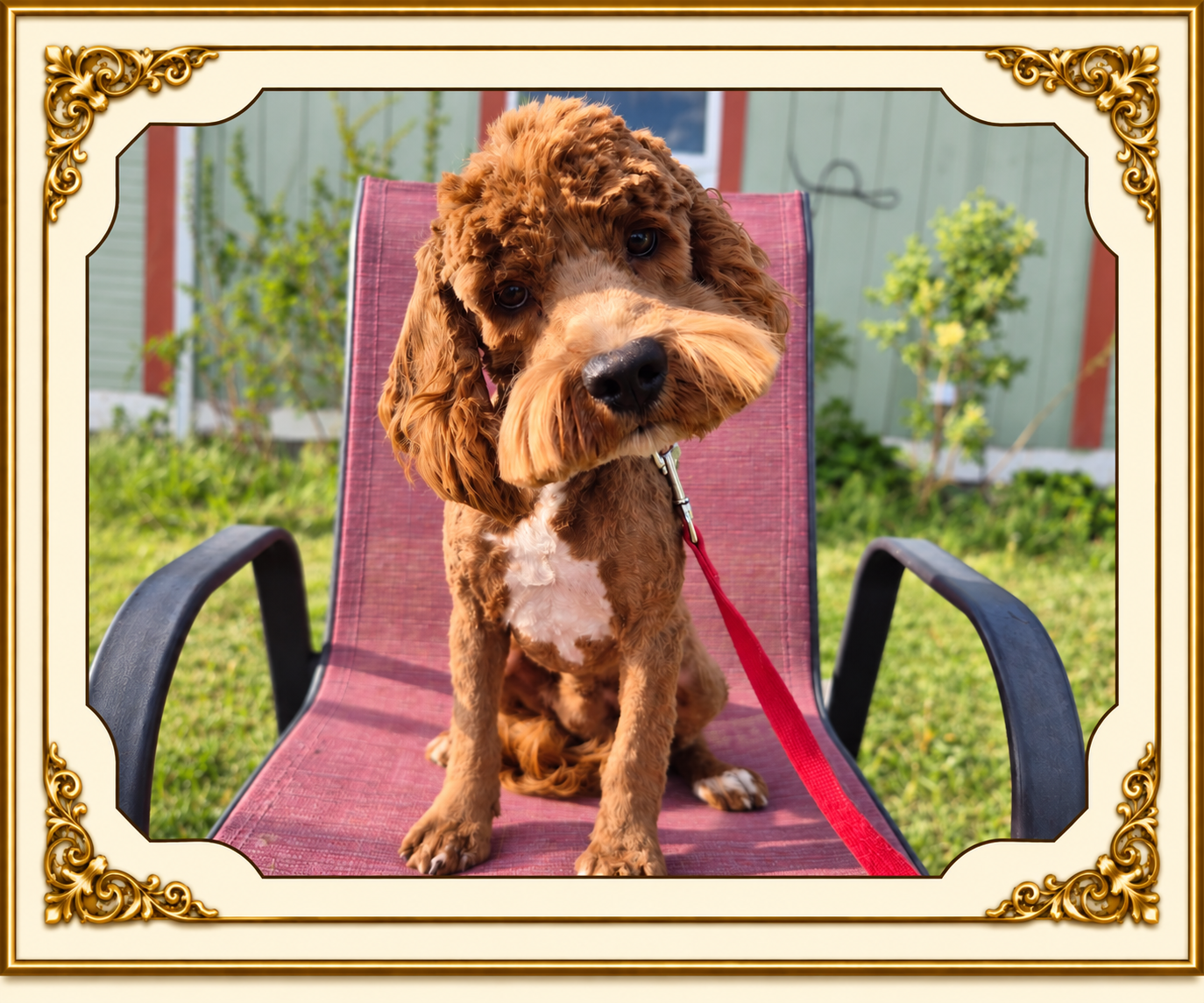 Starlo's Cowboy — papa of the September 9, 2026 litter