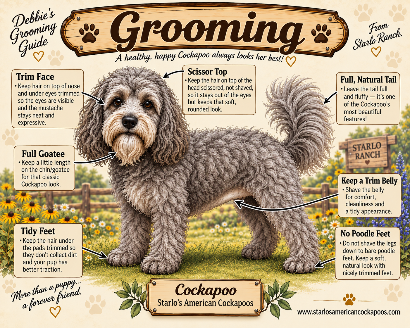 Debbie's Grooming Guide from Starlo Ranch — illustrated Cockapoo grooming instructions including Trim Face, Scissor Top, Full Natural Tail, Full Goatee, Keep a Trim Belly, Tidy Feet, and No Poodle Feet